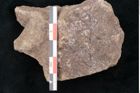 Foto (Detailansicht) von Fagus ninnisiana Unger (NHMW-GEO-2024-0188-10203)